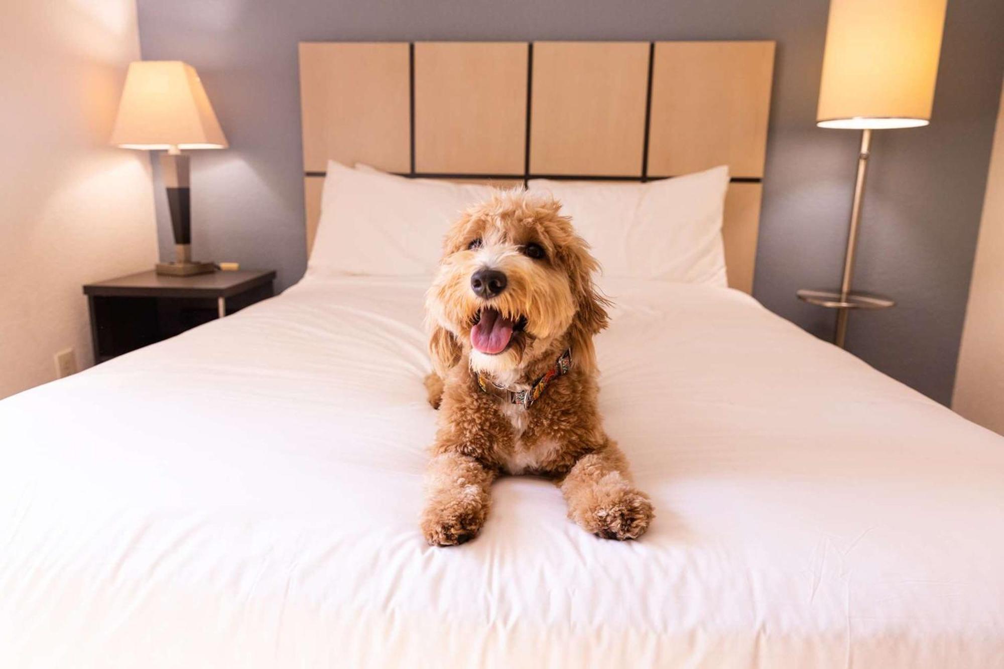 Sonesta Simply Suites Dallas Galleria Luaran gambar